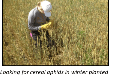 To Treat or Not to Treat – When is Insecticide the Right Choice?