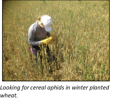 To Treat or Not to Treat – When is Insecticide the Right Choice?