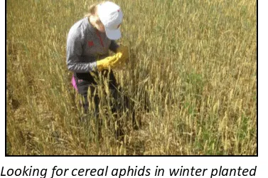 To Treat or Not to Treat – When is Insecticide the Right Choice?