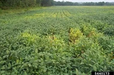 What’s going on with my soybeans?