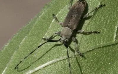 Prevent and Protect – best practices for controlling pests