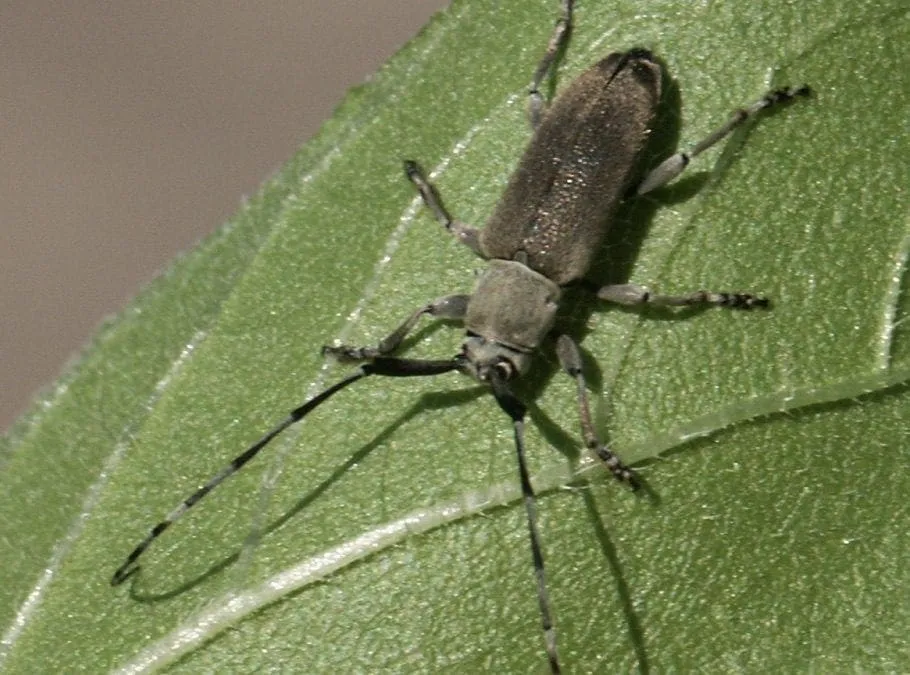 Prevent and Protect – best practices for controlling pests