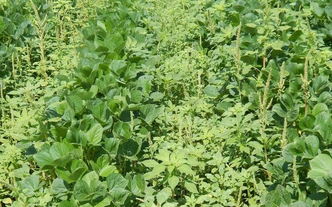 As spring greens up our farms, keep an eye out for Palmer amaranth