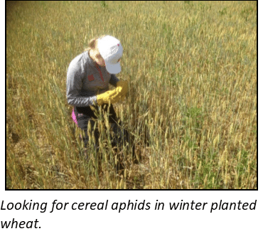 To Treat or Not to Treat – When is Insecticide the Right Choice?